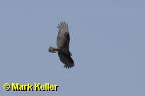 CRW_2733 * Turkey Vulture