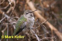 CRW_4852 * Hummingbird