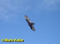 PDRM9676 * Turkey Vulture